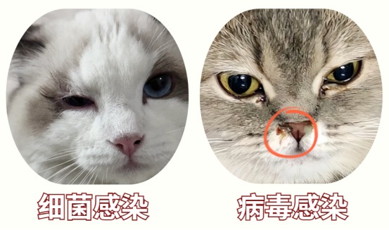 猫咪单眼流泪有分泌物