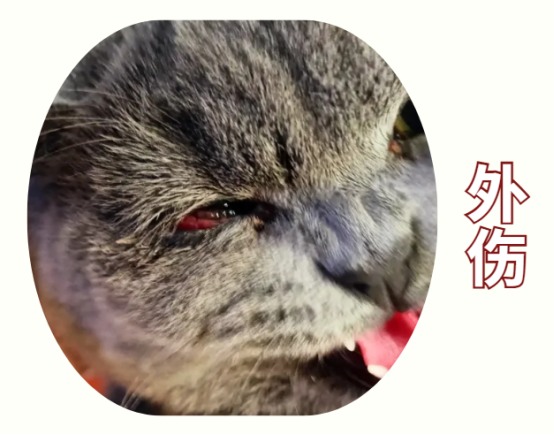 猫咪眼睛流泪有分泌物怎么回事
