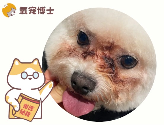 狗狗泪痕用红霉素眼膏有用吗？科学治疗方法全解析