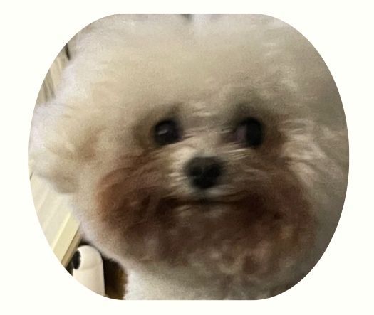 狗狗泪痕