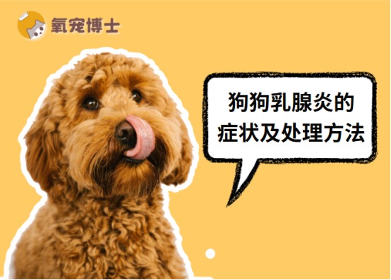 狗狗乳腺炎症状识别与治疗方法详解