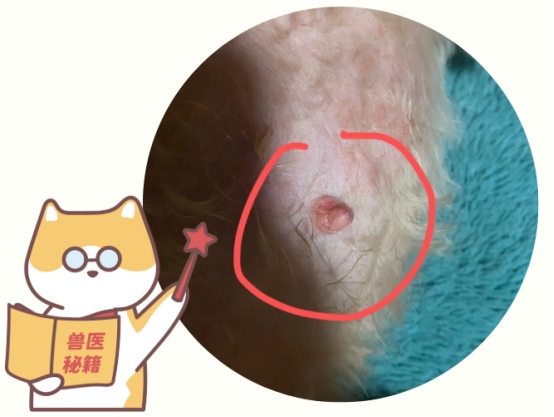 狗狗乳腺炎的症状