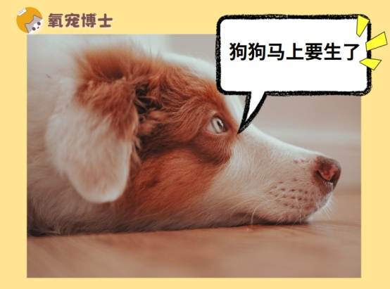 狗狗分娩当天的真实表现