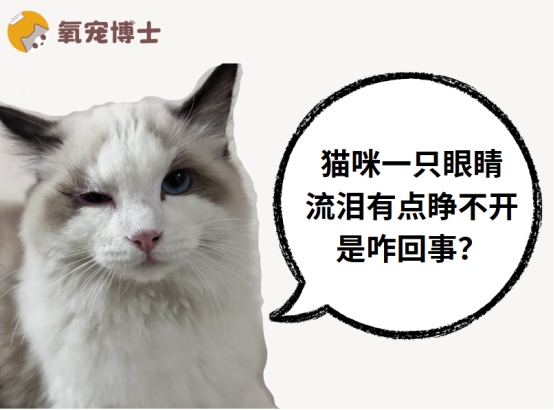猫咪一只眼睛流泪睁不开怎么办 常见病因及治疗方法