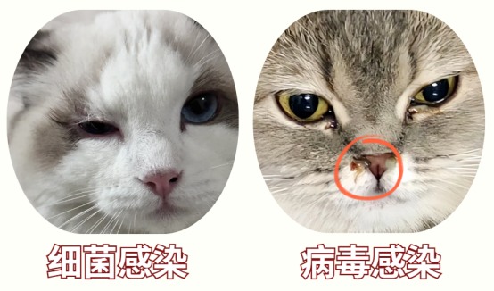 猫咪一只眼睛流泪有点睁不开