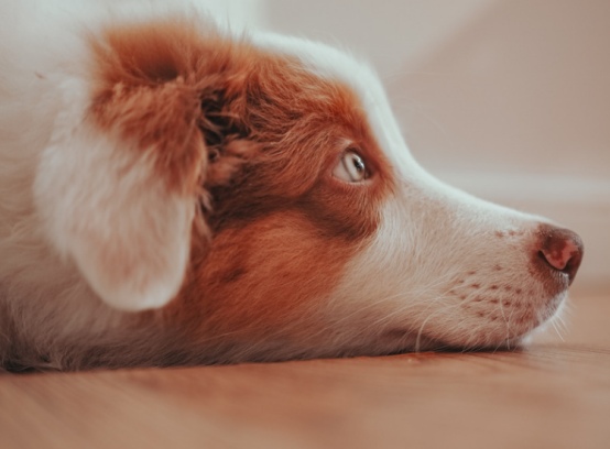 狗狗产后消炎