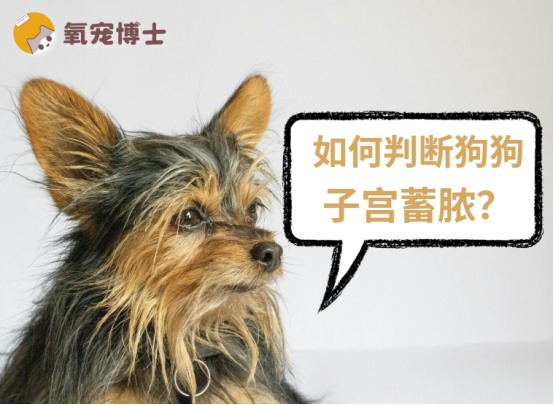 狗狗子宫蓄脓症状识别与治疗方法详解