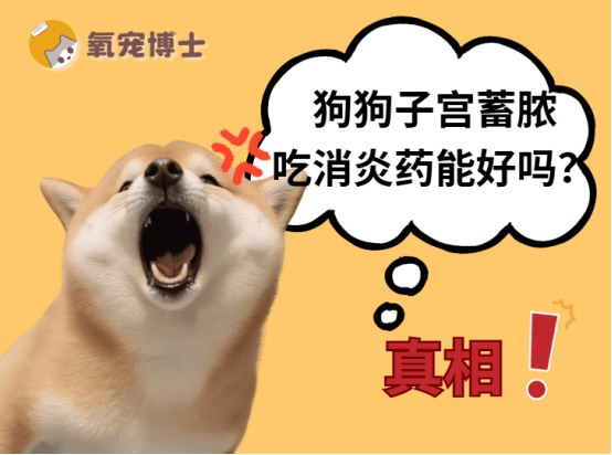 狗狗子宫蓄脓治疗方法详解：单纯消炎药无法根治