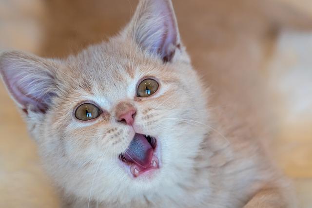 猫咪呕吐不吃东西怎么办？呕吐物颜色判断疾病风险指南