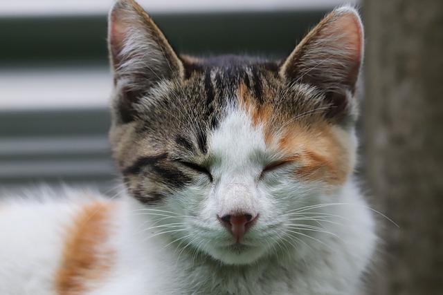 猫咪耳朵挠出血怎么办？5大病因识别与急救处理方法