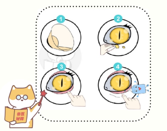 猫咪突然单只眼睛发炎用什么药？