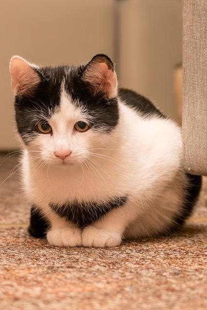 猫咪不吃东西没精神的7大病因及急救指南