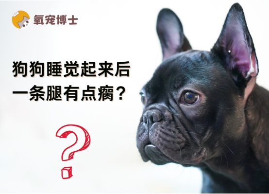 狗狗睡醒后腿瘸的原因分析与科学应对方法