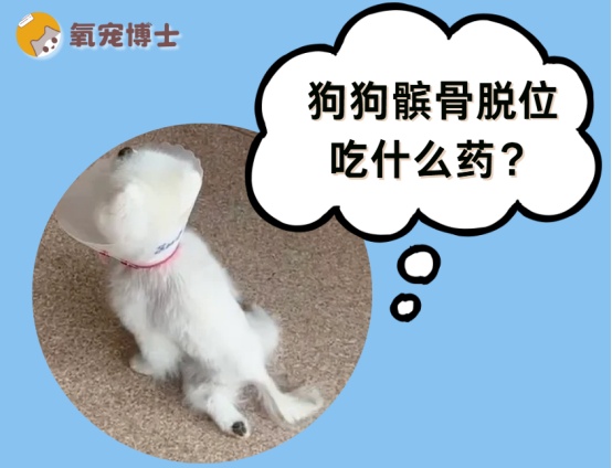 狗狗髌骨脱位吃什么药好？分级治疗方案全解析