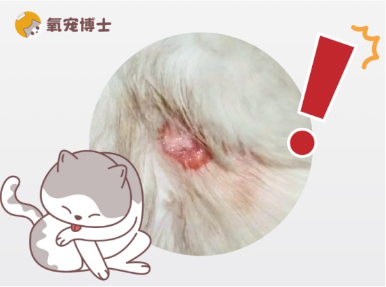 猫咪伤口化脓怎么处理？科学清理消毒方法全攻略