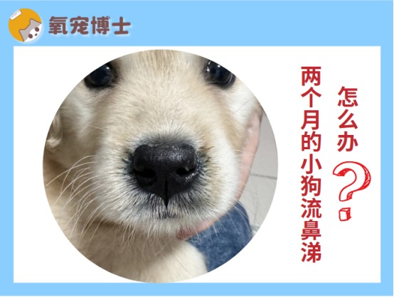 两个月小狗流鼻涕原因分析及护理方法