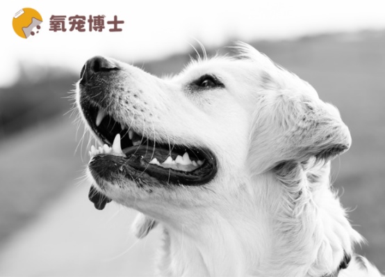 狗狗关节炎药物治疗全攻略：缓解疼痛改善关节功能