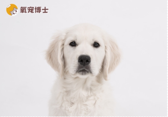狗狗髋关节疼痛的表现