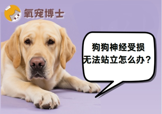 狗狗神经受损无法站立的病因分析与治疗方案详解