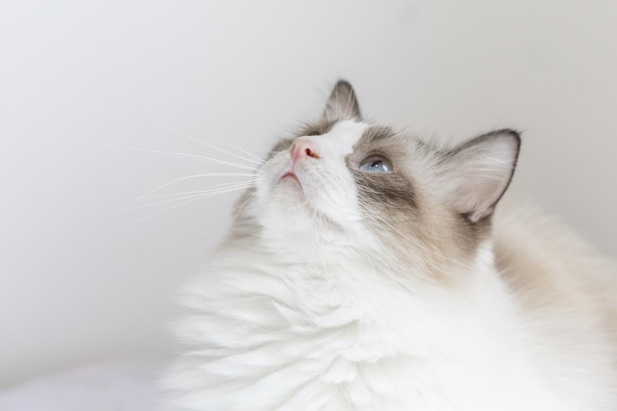 猫咪呕吐未消化猫粮的原因分析与应对方法
