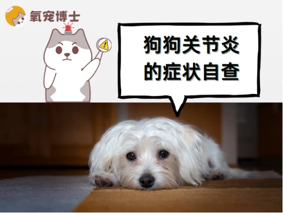 狗狗关节炎症状识别与综合治疗方法详解