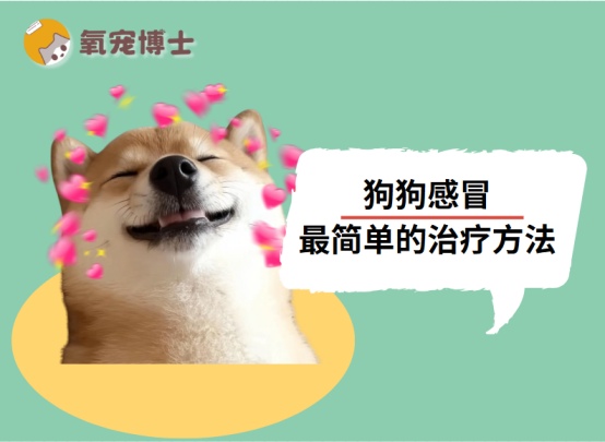 狗狗感冒症状及家庭护理方法全攻略