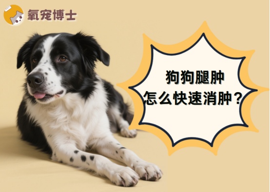 狗狗腿肿消肿全攻略：病因分析与科学处理方法