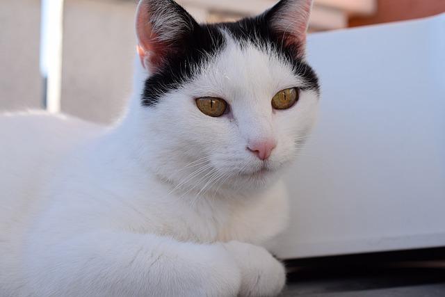 猫咪不吃饭的三大原因及解决方案，85%拒食问题可自查解决