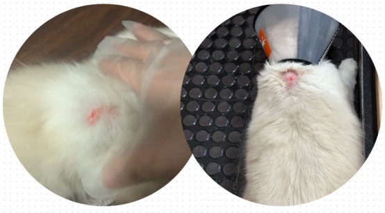 猫咪被咬伤了怎么处理?