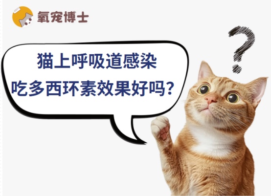 猫上呼吸道感染吃多西环素靠谱吗？一文讲透真相
