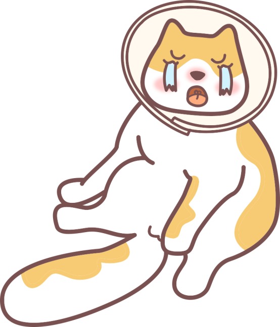 猫咪被咬伤了怎么办