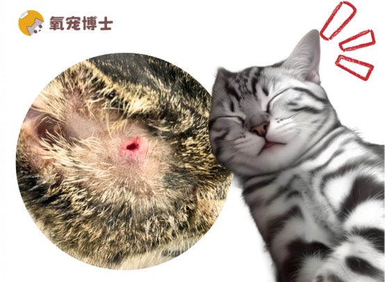 猫咪被咬伤了用什么药？一文避坑保平安