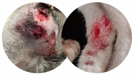 猫咪受伤了用什么药?