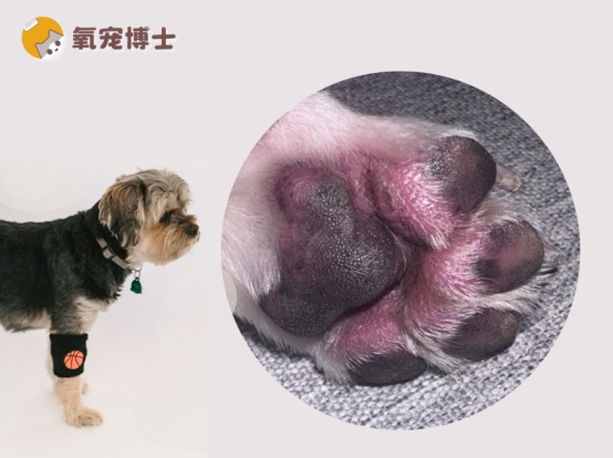 狗狗脚掌肉垫肿胀？很可能是趾间炎症！