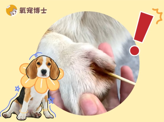 狗狗的爪子缝隙红肿是怎么回事？如何科学处理？