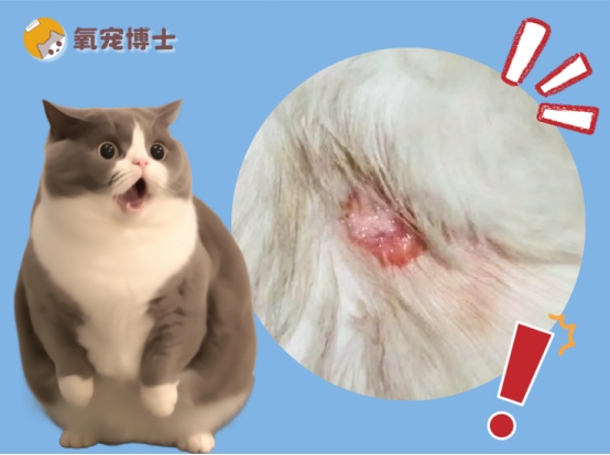 猫咪伤口发炎流脓？别慌，教你正确处理和用药