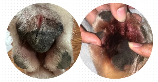 狗狗脚掌肉垫肿胀怎么回事?