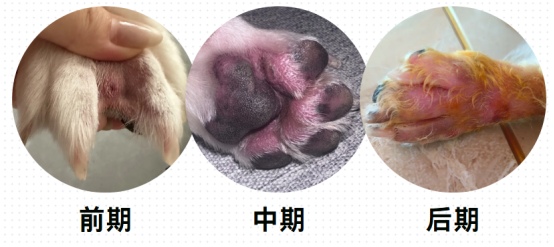 狗狗趾间炎