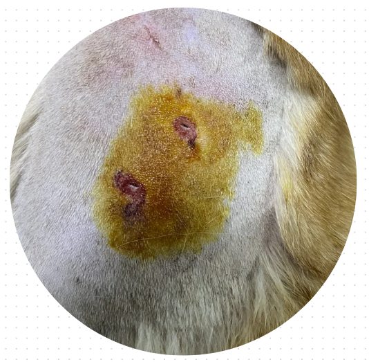 猫咪伤口发炎流脓用什么药?