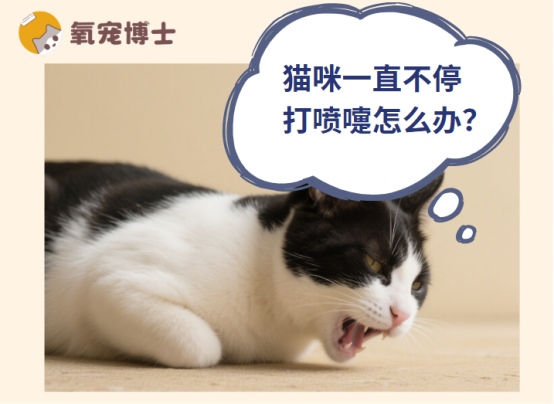 猫咪一直不停打喷嚏怎么办？科学应对全攻略