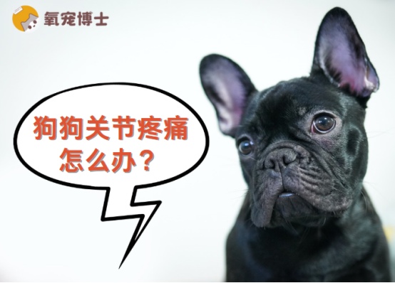 狗狗关节疼痛怎么办？这些方法真的能缓解！