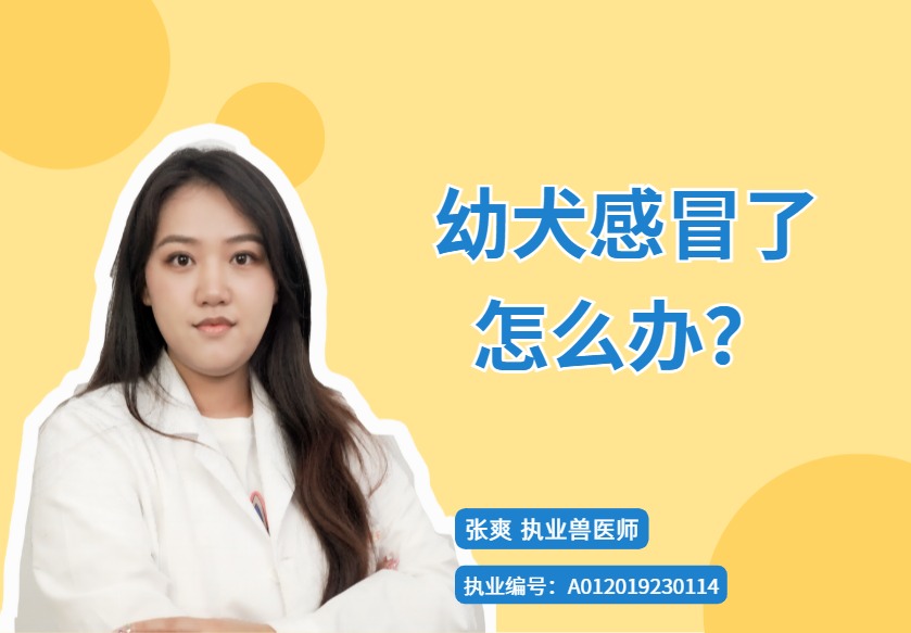 幼犬被冻感冒了怎么办？从用药到护理，全程干货