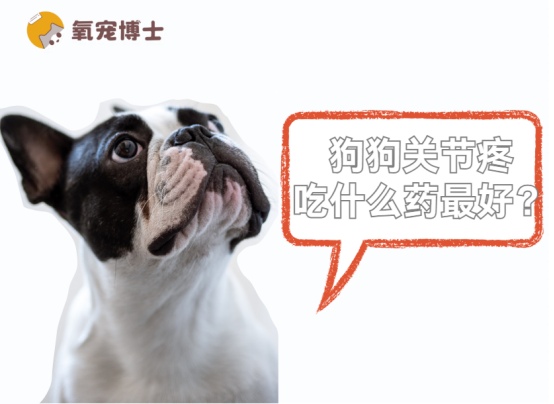 狗狗关节疼别乱喂药！这几种才是真救命！