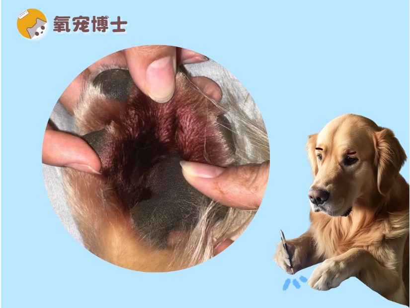 狗狗脚趾缝红肿用啥药？这里有详细方案