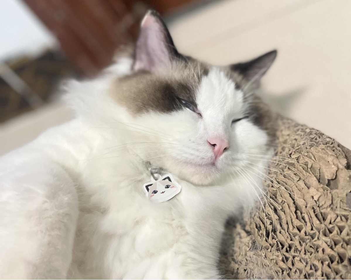 猫癣怎么治疗?