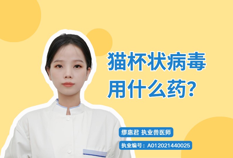 【宠医科普】猫杯状病毒用什么药？