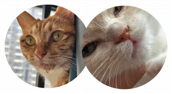 猫杯状病毒的症状