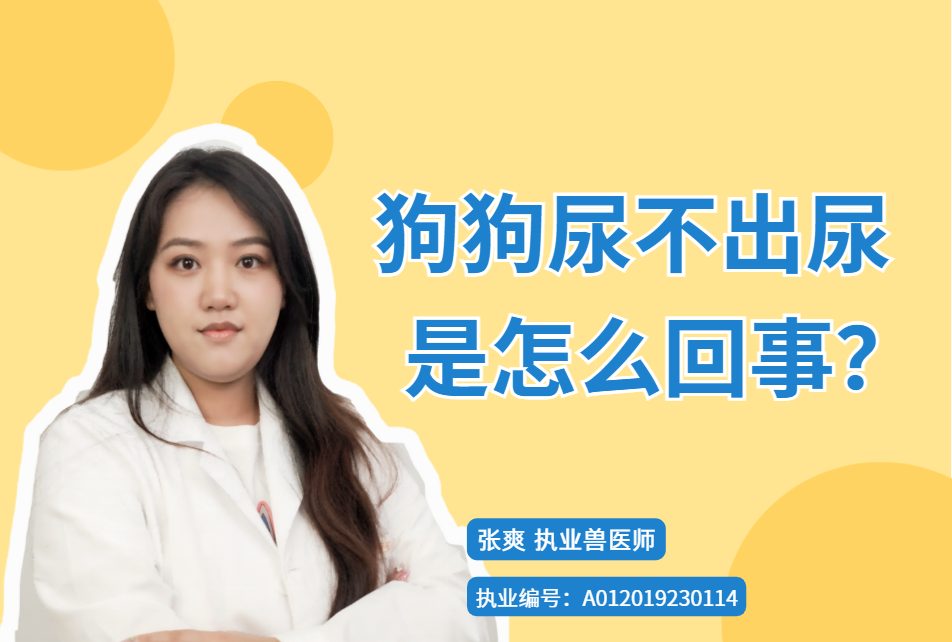 狗狗尿不出尿是怎么回事？