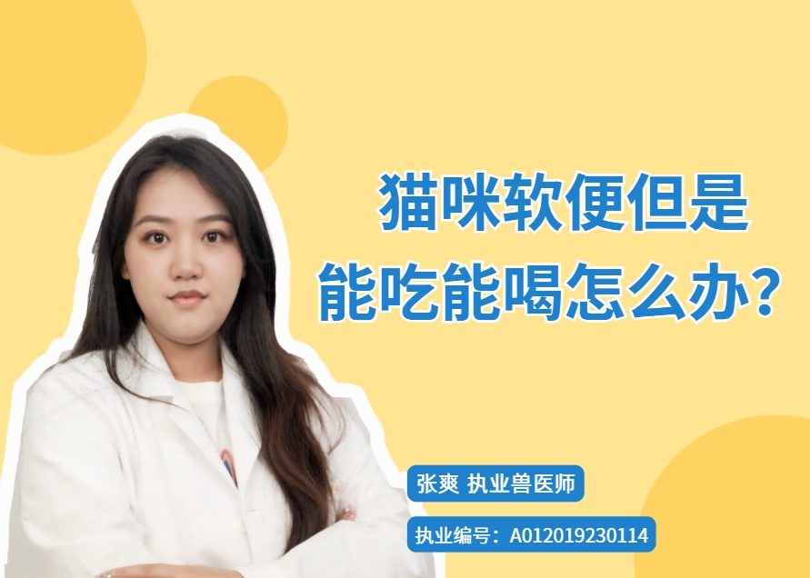 【宠医科普】猫咪软便但是能吃能喝怎么办？
