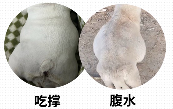 狗狗肚子很大很胀的原因